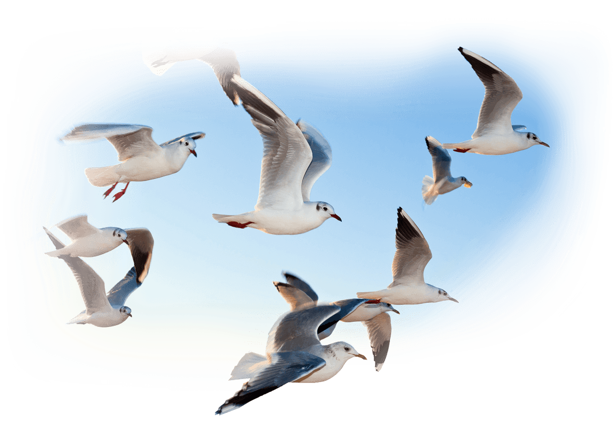 seagulls-team2